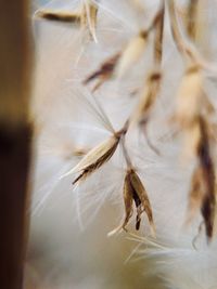 Close-up of seeds