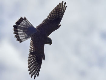 Low angle view of eagle flying in sky