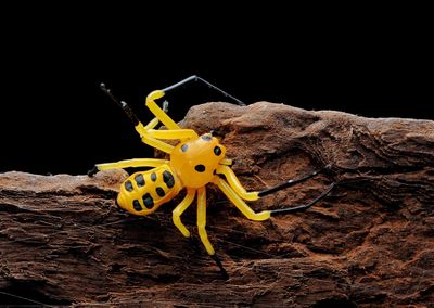 Close-up of yellow butterfly over black background