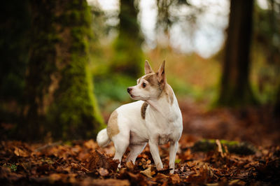 Chihuahua dog standing on dry leaves