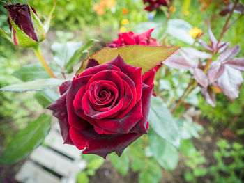 Close-up of pink rose