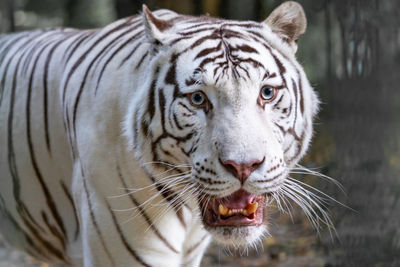 Close-up of tiger