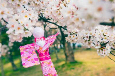 Close-up of pink cherry blossom tree