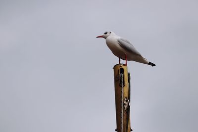 Low angle view of seagull perching on wooden post against sky