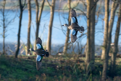 Blue-winged teal flying in front of trees