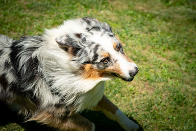 Close-up of dog looking away