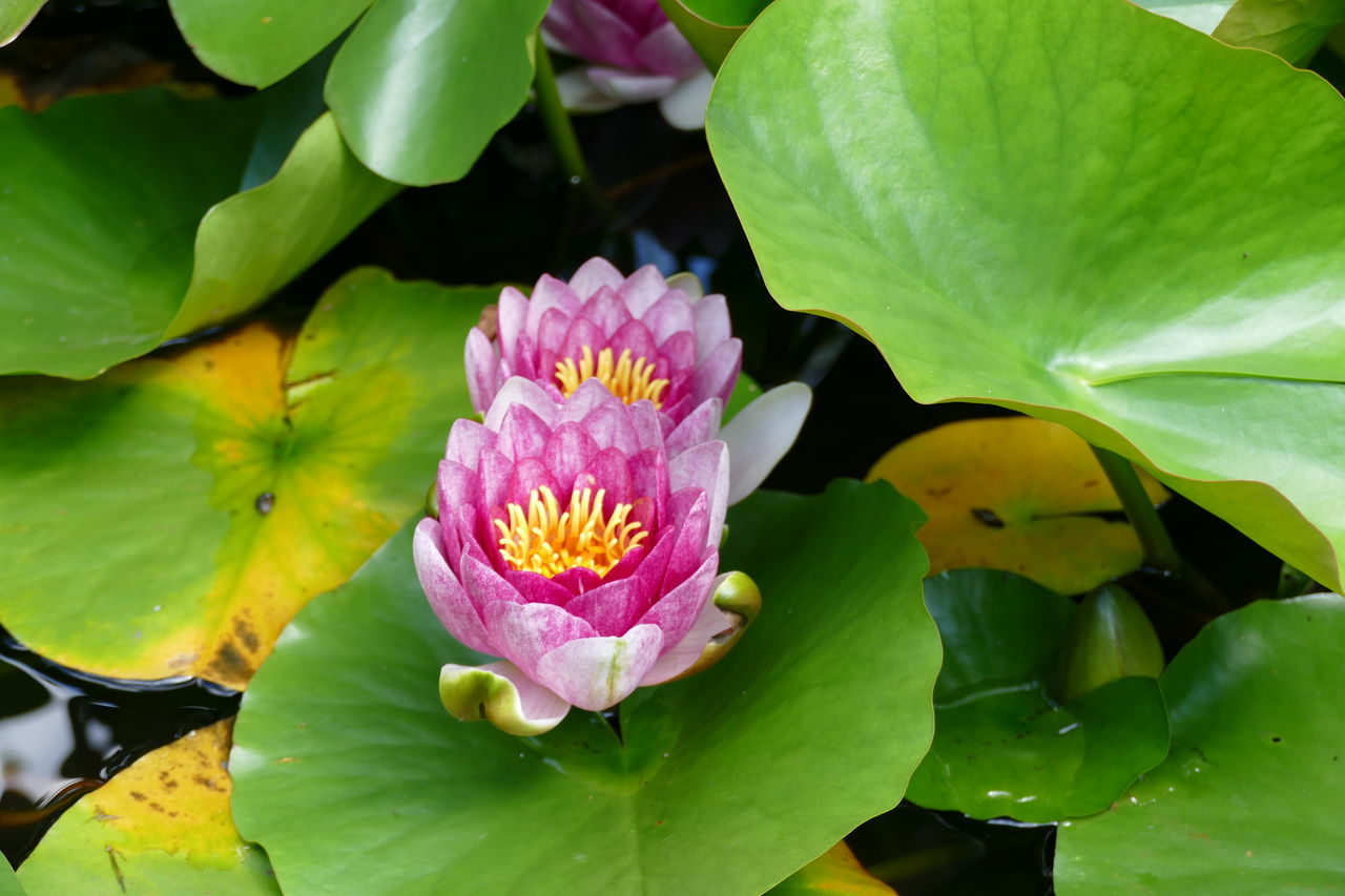 CLOSE-UP OF PINK LOTUS WATER LILY IN GARDEN