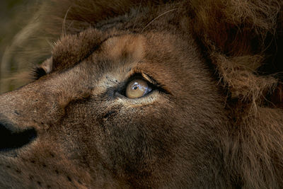 Close-up of horse