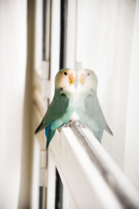 Close-up of birds perching