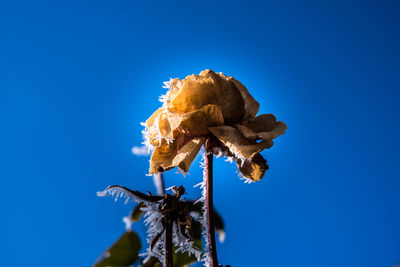 Low angle view of flower against clear blue sky