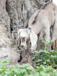 Kid goats on field