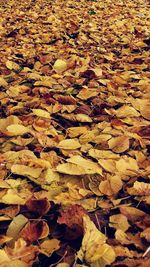 Full frame shot of leaves