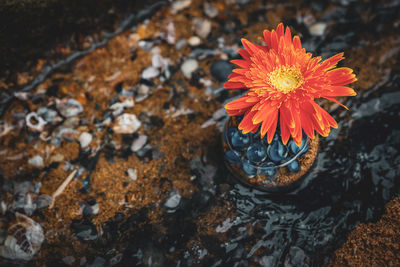 High angle view of orange flowering plant