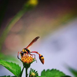 Close-up of insect on flower