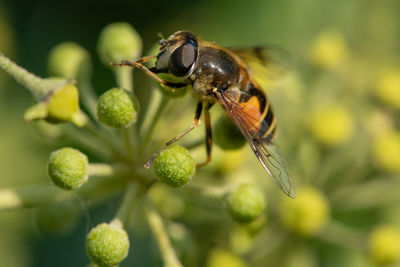 Macro shot of a hoverfly pollinating common ivy  flowers