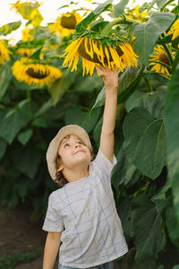 Happy boy walking in field of sunflowers. child playing with big flower and having fun.