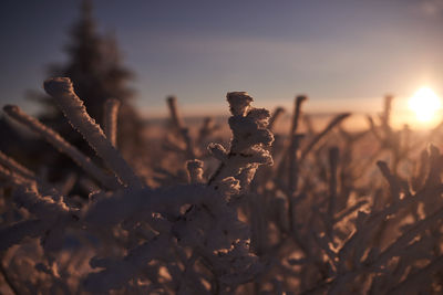 Close-up of plants on field against sky during sunset