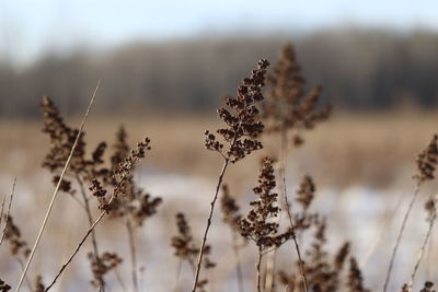 Close-up of snow on field against sky