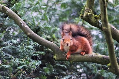 Squirrel on a tree