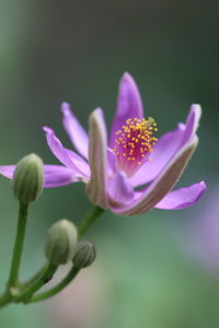 Close-up of pink flower buds