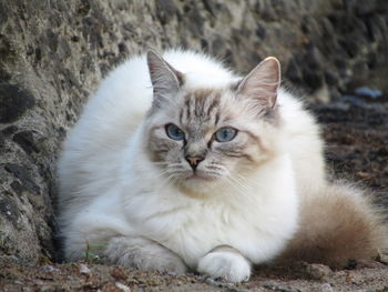 Portrait of cat sitting outdoors