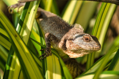 Close-up of a lizard