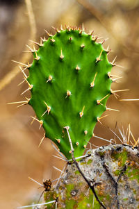 Close-up of prickly pear cactus outdoors