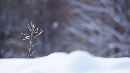 Close-up of dry plant during winter