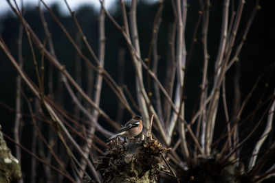 Close-up of bird perching on branch