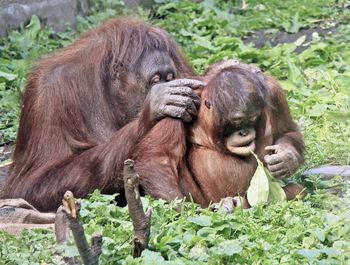 Monkeys in zoo orangutans two 