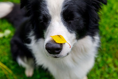 Outdoor portrait funny puppy dog border collie with yellow fall leaf on nose sitting in autumn park