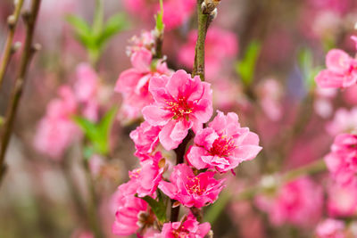 Close-up of pink flowers