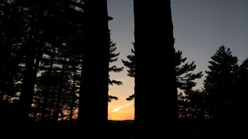 Low angle view of trees against sky at sunset