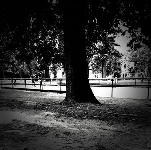 Trees in park