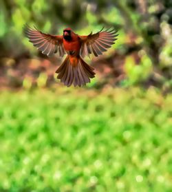 Close-up of bird flying