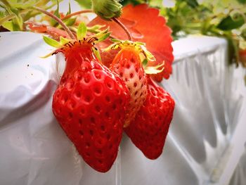 Close-up of strawberries in plate