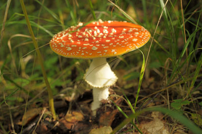 Close-up of fly agaric mushroom on field