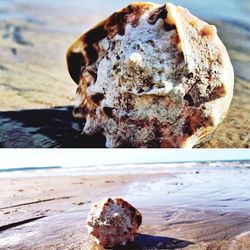 Close-up of insect on beach