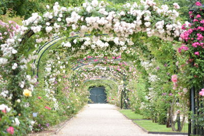 View of flowering plants in park