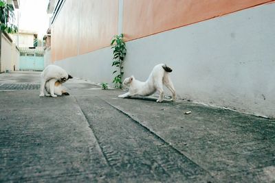 View of cats