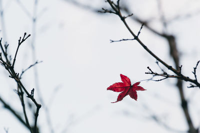 Close-up of red flowering plant against tree