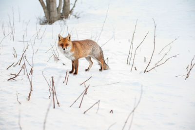 View of a fox on snow covered land