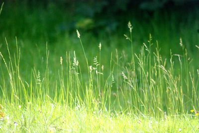 Close-up of grass on field