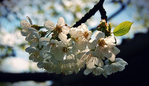 Close-up of white flowers