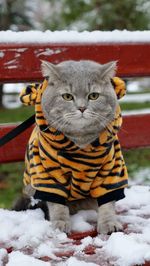 Cat for the new year 2022 in a tiger costume
