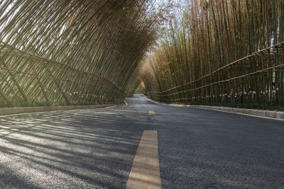 Bamboo forest at sunset in china