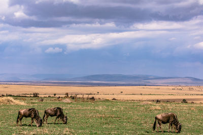 Horses in a field