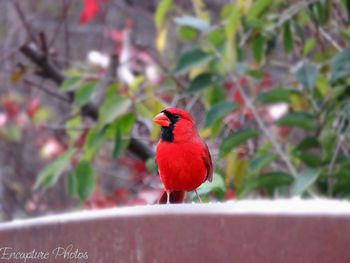 Close-up of bird perching on plant