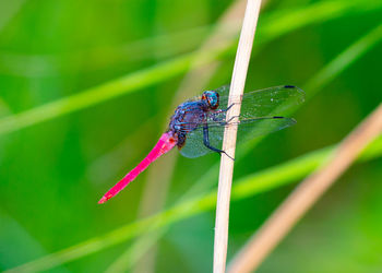 Close-up of insect on grass