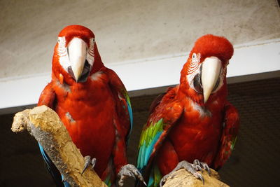 Close-up of parrot perching